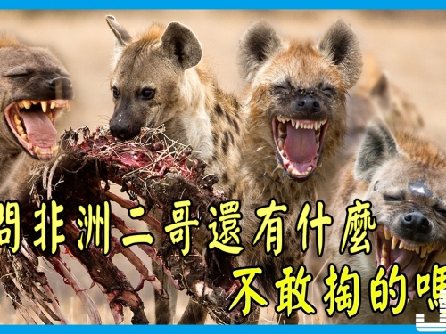 鬣狗掏過獅子犀牛，請問非洲二哥還有什麼不敢掏的嗎？