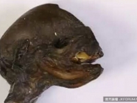 聖彼得堡發現不明生物遺骸 「頭好壯壯」似外星人！