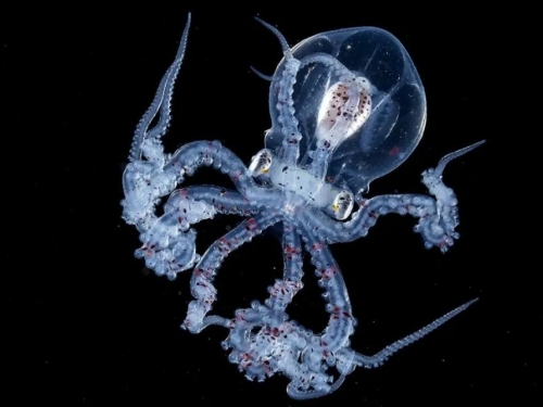 不是PS，攝影師拍到全身透明的章魚，像極了外星生物