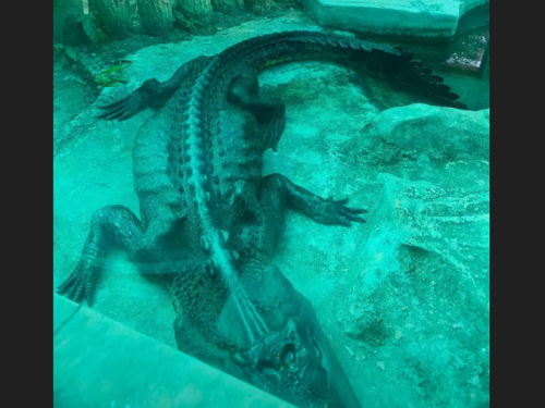 中國鱷魚淪皮包骨「餓魚」！廣州動物園稱「感染腸胃炎」
