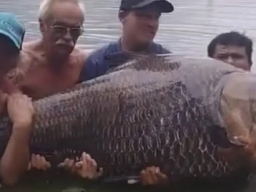 破世界紀錄了！男釣起114公斤「怪物級」巨鯉 要4人才勉強抬起