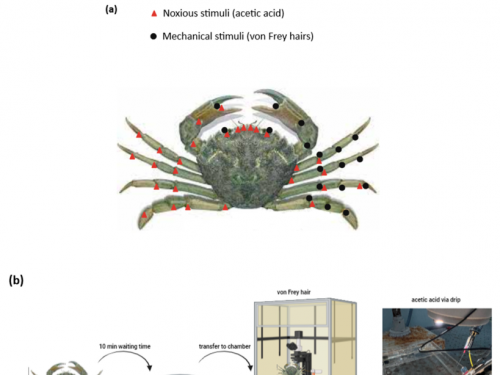 螃蟹會痛嗎？科學家證實螃蟹具有痛感受器！