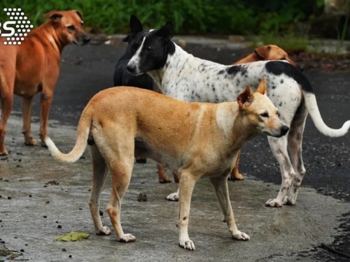 2個月撿同隻狗！大師兄「掏萬元美容+住宿」竟挨飼主告