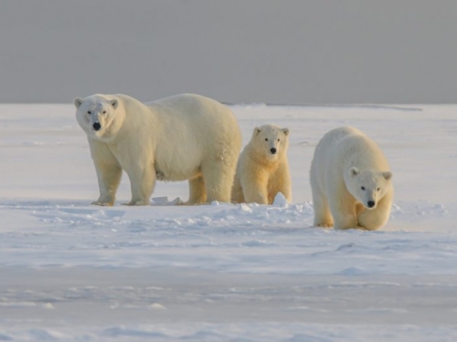 氣候暖化，北極熊覓食難度增高、體重直直落