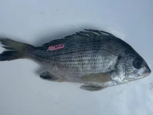 釣魚釣到「畢業論文」？身上有神祕編號 出處找到了