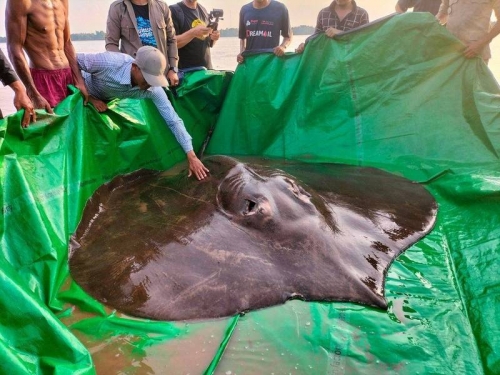 4公尺長魟魚現蹤湄公河 尺寸刷新世界紀錄