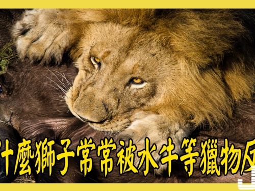獅子常常被水牛等獵物反殺，而虎豹則不會，歸根結底是獅子太弱？