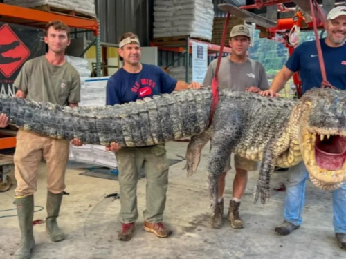 比一層樓還高！美捕獲「4.3公尺巨鱷」 刷新當地紀錄