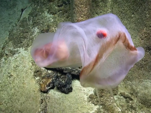 科學家在深海發現白色塑料袋，走近一看，竟是一種十分危險的生物