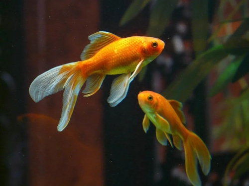 寵物金魚野放後成「61公分巨獸」！恐釀生態危機
