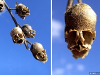 形狀詭異的１７種花！拿來送人你就完蛋了！