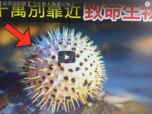 10個世界上【最致命的魚】！比食人魚更可怕
