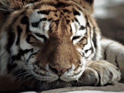 動物感染出現，紐約動物園老虎確診武漢肺炎