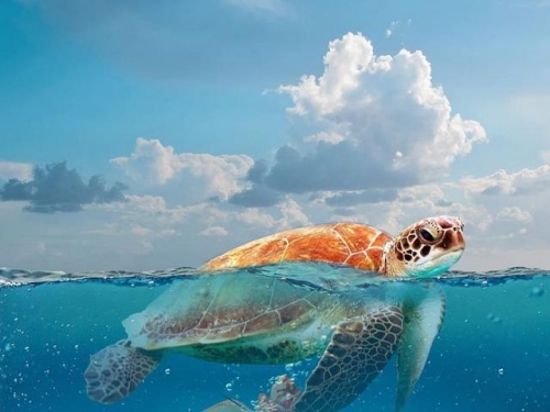 更易分解：荷蘭公司開發出一種基於植物打造的類塑料產品