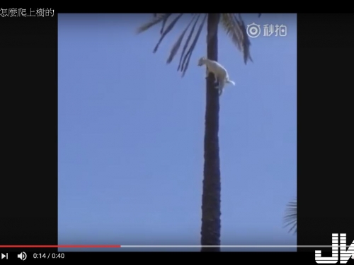 這羊是怎麼爬上樹的