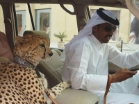 中東人的奢華生活是你想像不到的