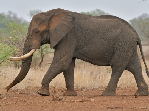 見羚羊落水 老象池邊狂踱步 下秒舉動網讚：好有靈性