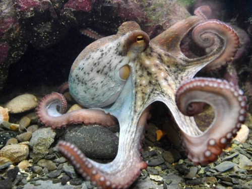 睡到一半驚醒吐墨汁 科學家：章魚也會做惡夢