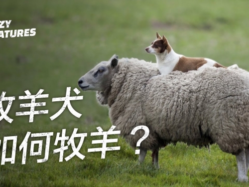一隻牧羊犬如何放養數百隻羊？| 奇怪動物紀錄片