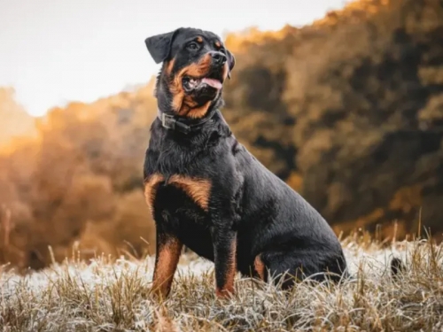孕婦逛街逛一半！衰遭羅威那犬「天降砸中」 倒地急送醫