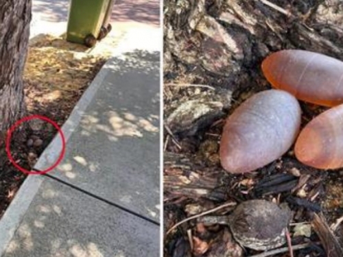 院子樹下驚現3顆「子彈形怪蛋」 專家揭真實身分