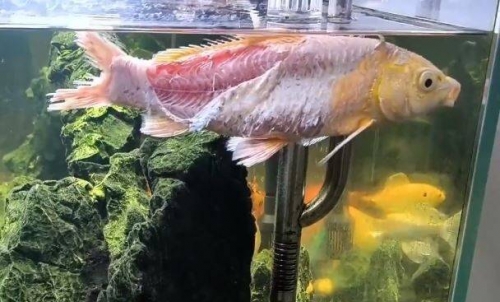 錦鯉跳缸險變烤魚！飼主放回缸驚見「魚皮全脫落」 忍痛活兩天