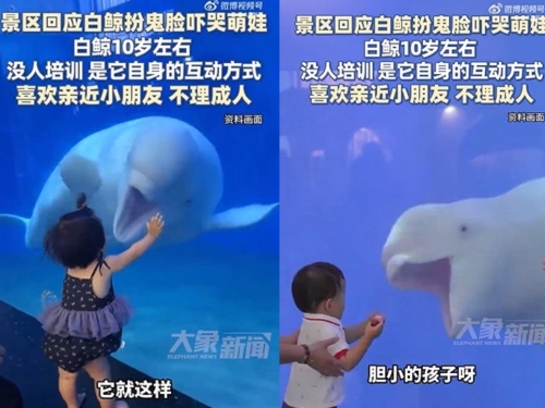 海洋館「慣犯」小白鯨專嚇小孩爆紅！ 家長排隊朝聖