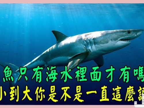 鯊魚只有海水裡面才有嗎？從小到大你是不是一直這麼認為