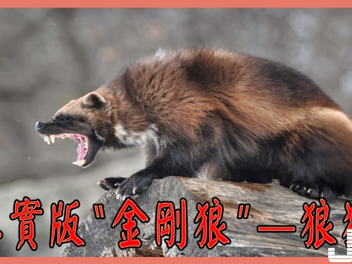真實版“金剛狼”——尿液是生化武器，耐力像北美鬣狗！