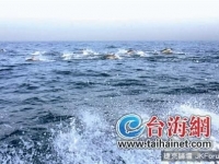 福建古雷海域數百隻海豚集體捕食　場面壯觀！