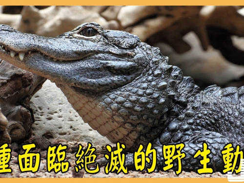 8種面臨絶滅的野生動物，第4種為我國特有，生活地球2億多年