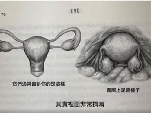 原來真正子宮長這樣！萬人看傻連女生也驚呼：被色色漫畫騙慘了