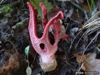 親！這個恐怖噁心的紅色爪子竟然是蘑菇，名叫「魔鬼之手」