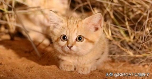 貓科動物中唯一的沙漠物種：被譽為“沙漠天使”，能一個月不喝水