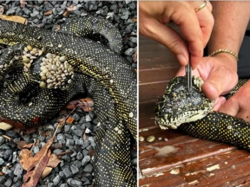 蟒蛇慘遭蜱蟲寄生 整顆頭險被「淹沒」 網秒起雞皮疙瘩