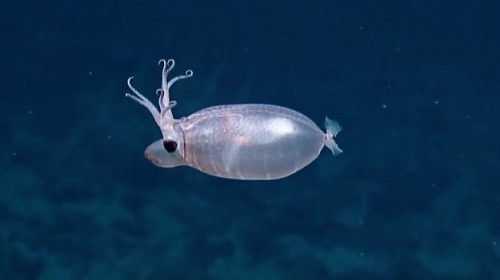 罕見生物“小豬魷魚”在夏威夷被發現