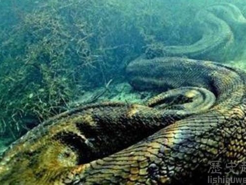 世界上最長的動物是啥?巨縱溝紐蟲長55米