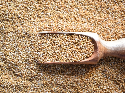 比防潮箱還神 千年糧倉出土 小米未腐爛