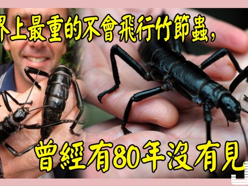 世界上最重的不會飛行竹節蟲，曾經有80年沒有見到
