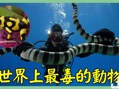 世界上最毒的動物，讓人防不勝防的它們卻最致命