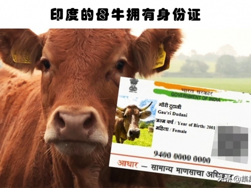 印度奇事：僅有1%的離婚率？盤點6個通常僅存在印度的有趣事實