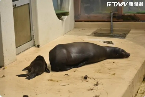 怎麼不救？水族館海獅詭異斷尾照瘋傳 背後原因有洋蔥