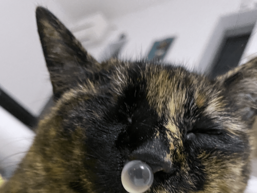 貓皇睡到一半「鼻起圓泡泡」 網驚呼︰好像動畫喔！