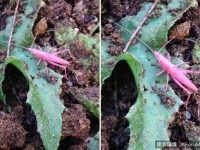 哪來的異形？　日網友院中驚見「粉紅色蚱蜢」