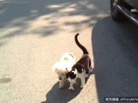「導盲貓」陪狗麻吉散步　身體輕撞：回家的路往這走 