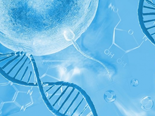 研究發現精子與卵子基因結合的關鍵細節