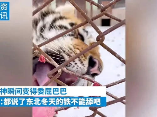 東北虎舔鐵絲肉「舌頭」意外被凍住！ 掙脫一臉委屈惹心疼