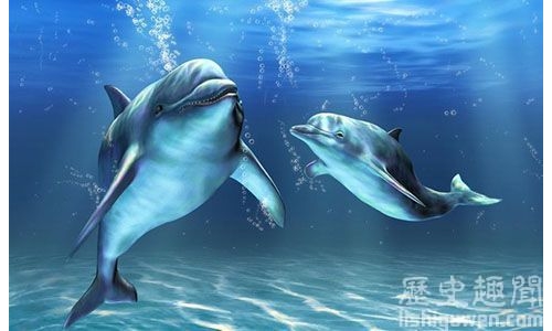 世界上最聰明的動物之一:海豚