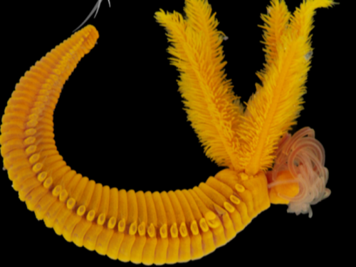 深海蠕蟲挑戰生命極限，能把劇毒砷變成保護盔甲