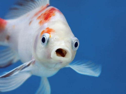 食道拉出血淋淋大魚 苦主崩潰：魚自己滑進去
